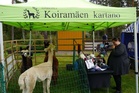 Koiramäen Kartanon suloiset alpakat saivat aikaan hellyydenpuuskia, eikä aitauksen luona tainnut juurikaan tyhjää tilaa olla. Niitä pääsi myös rapsuttelemaan, kun alpakat välillä pääsivät jaloittelemaan.